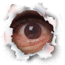 Auge